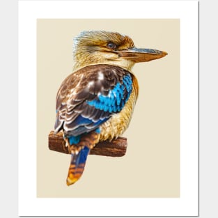 Kookaburra Posters and Art